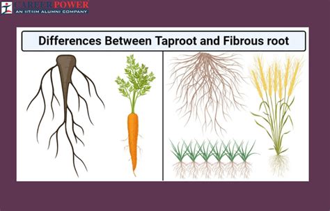 taproot analysis|difference between tap root and fibrous.